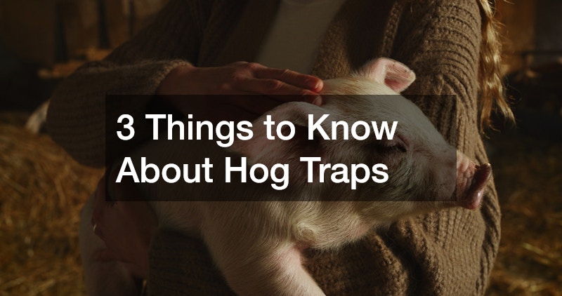 3 Things to Know About Hog Traps